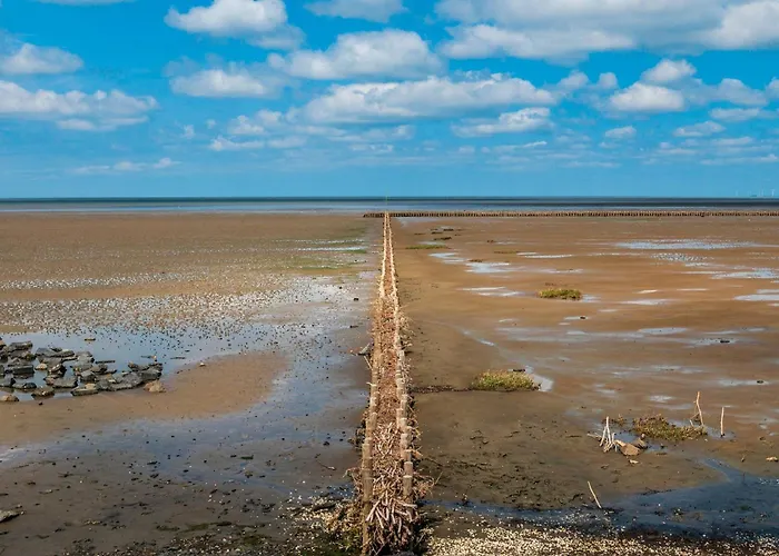 Austernfischer * Dagebüll